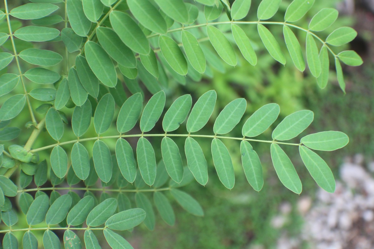 Senna auriculata (L.) Roxb.